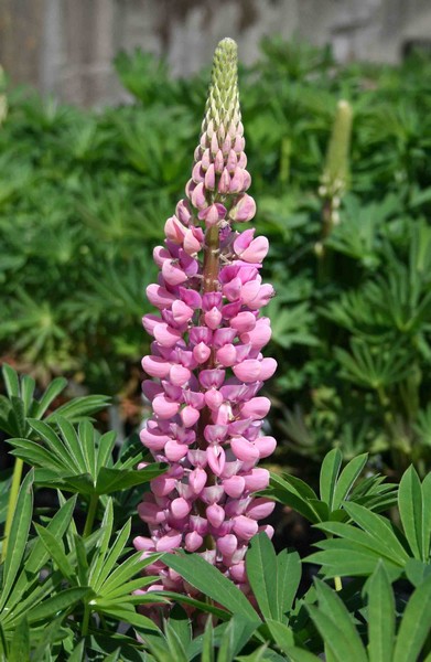 Lupin Gallery Pink