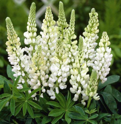 Lupin Gallery White
