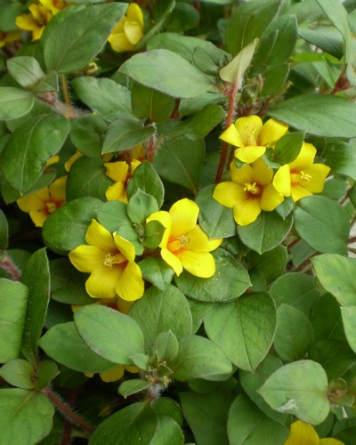 Lysimachia Congestifolia Jaune