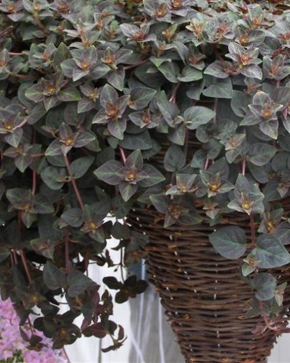 Lysimachia Midnight Sun