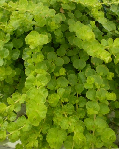 Lysimachia Nummularia Goldilocks