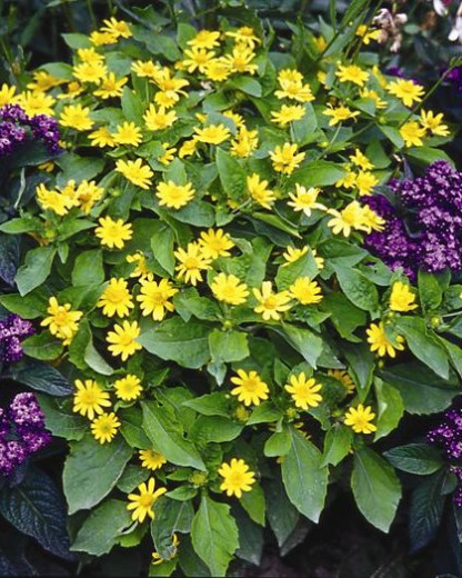 Mélanpodium Showstar Jaune