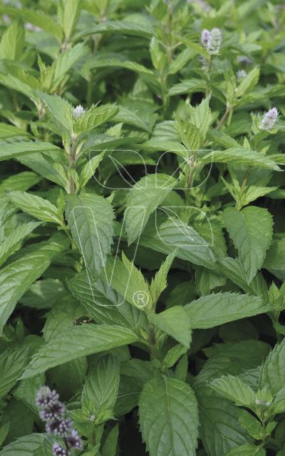Menthe Verte Citaro
