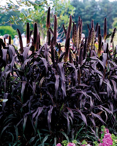Millet Ornemental Purple Majesty