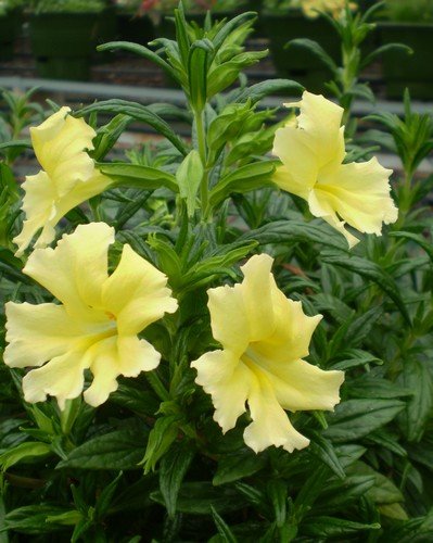 Mimulus Auriantiacus Jaune