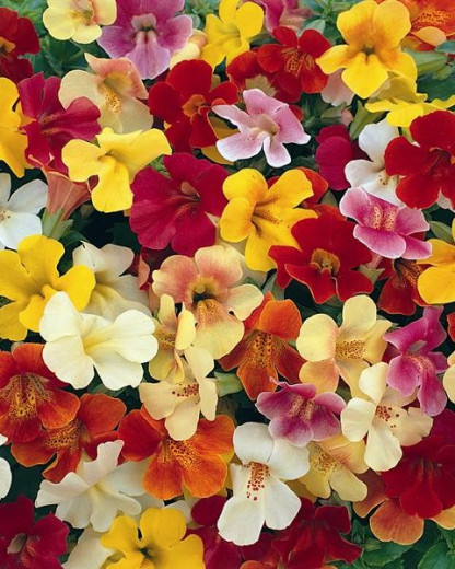 Mimulus Magic Mélange