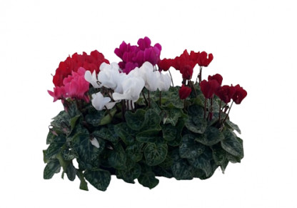 Mini Cyclamen
