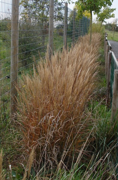 Miscanthus Sinensis Adagio