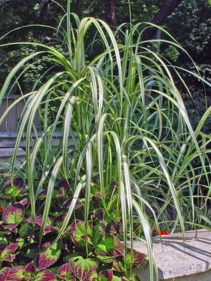 Miscanthus Cabaret