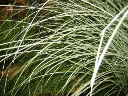 Miscanthus s. Morning Light