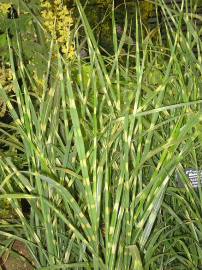 Miscanthus Sinensis Strictus