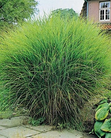 Miscanthus Sinensis