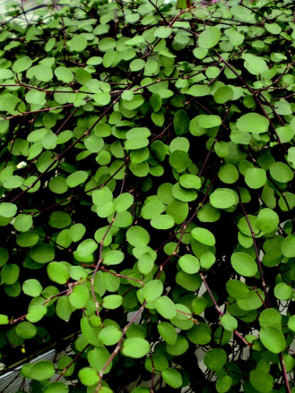 Muehlenbeckia Sealand Compact