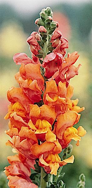 Muflier Haut Rocket Bronze Orange