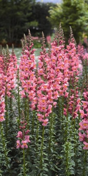 Muflier Haut Rocket Rose Vif