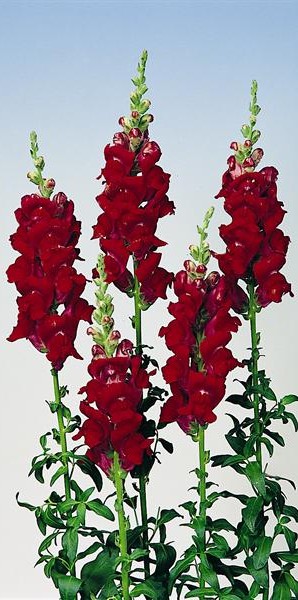 Muflier Haut Rocket Rouge