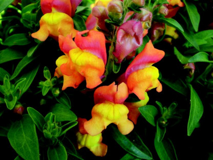 Muflier Fruit Salad Mango
