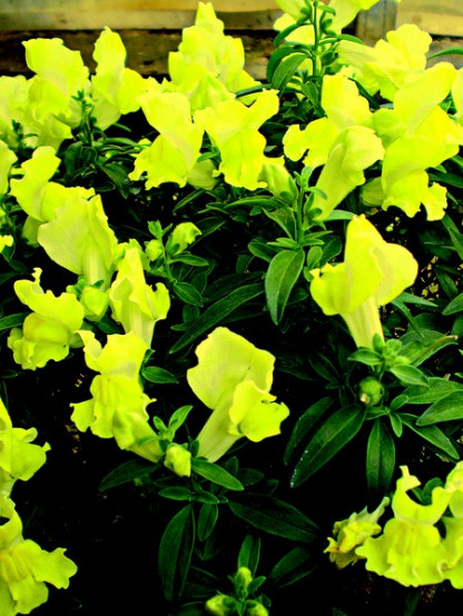 Muflier Yellow Essence