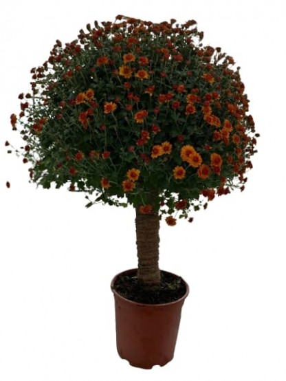 Multifleurs Tige 40/60 cm Cuivre