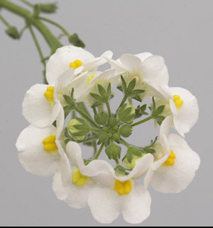 Némésia Honey White