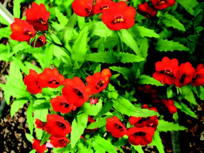 Némésia Spicy Real Red