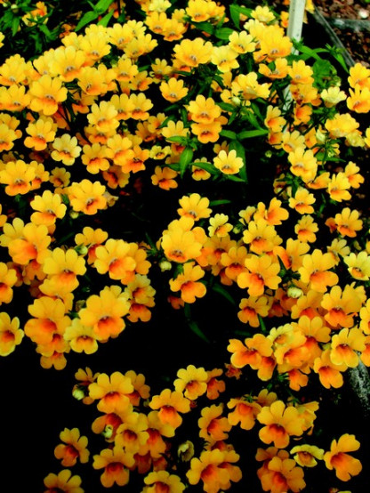 Némésia Spicy Yellow