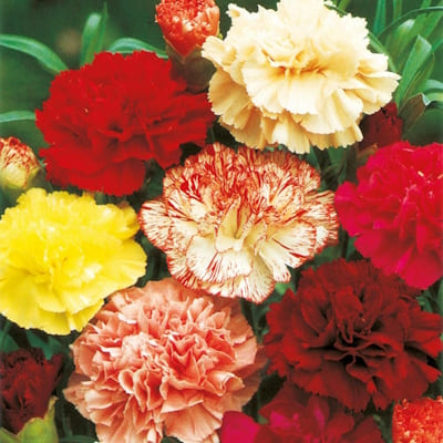Oeillet des Fleuristes
