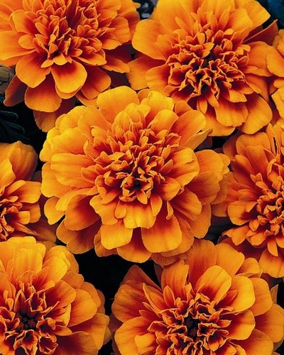 Oeillet d'Inde Aton Orange