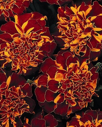 Oeillet d'Inde Durango Flame