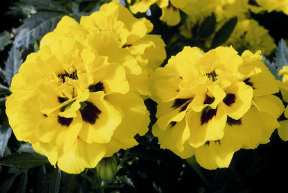 Oeillet d'Inde Durango Yellow Fire