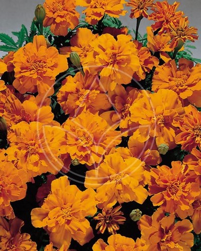 Oeillet d'Inde Safari Orange