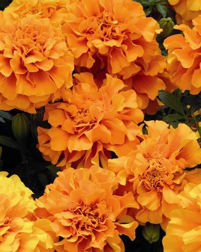 Oeillet d'Inde Zenith Orange