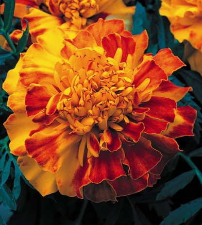 Oeillet d'Inde Zenith Red and Gold