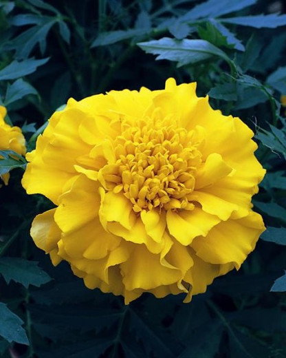 Oeillet d'Inde Zenith Yellow