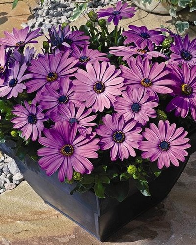 Ostéospermum Asti Lavender Shades