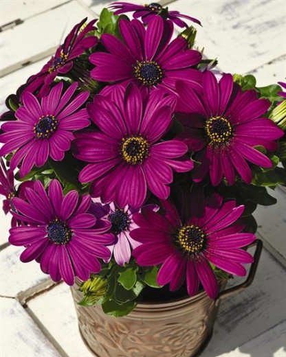 Ostéospermum Asti Pourpre