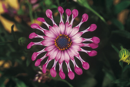 Ostéospermum Astra Pink Spoon