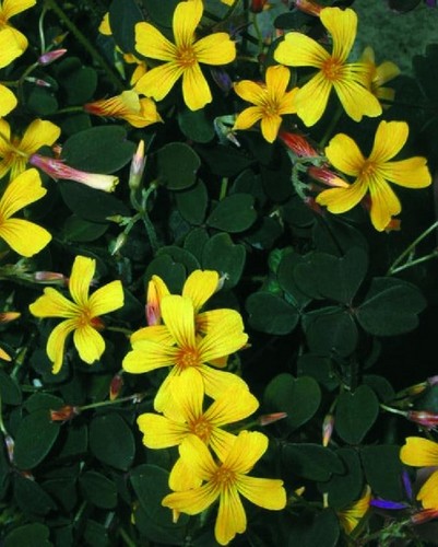 Oxalis Vulcanicola Dark Form