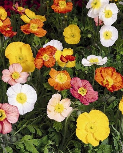 Pavot  Spring Fever Mix