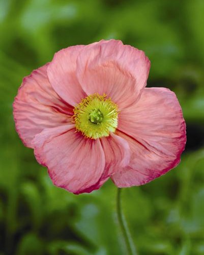 Pavot Spring Fever Rose