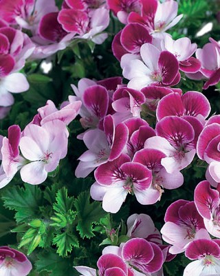 Pélargonium Angeleyes Bicolor