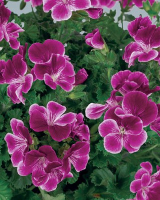 Pélargonium Angeleyes Burgundy