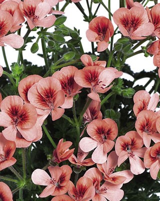 Pélargonium Angeleyes Orange