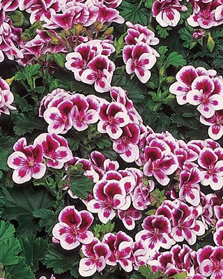 Pélargonium Angeleyes Randy