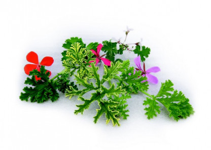 Pélargonium à feuilles parfumées