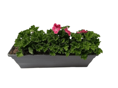 Jardinière Pélargonium 40 cm