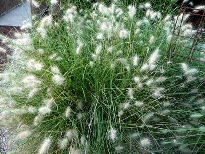 Pennisetum Alocompressum