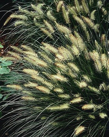 Pennisetum Alopecuroïdes