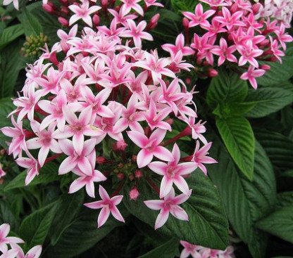 Pentas Kaleidoscope Appleblossom