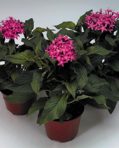 Pentas Kaleidoscope Lilas